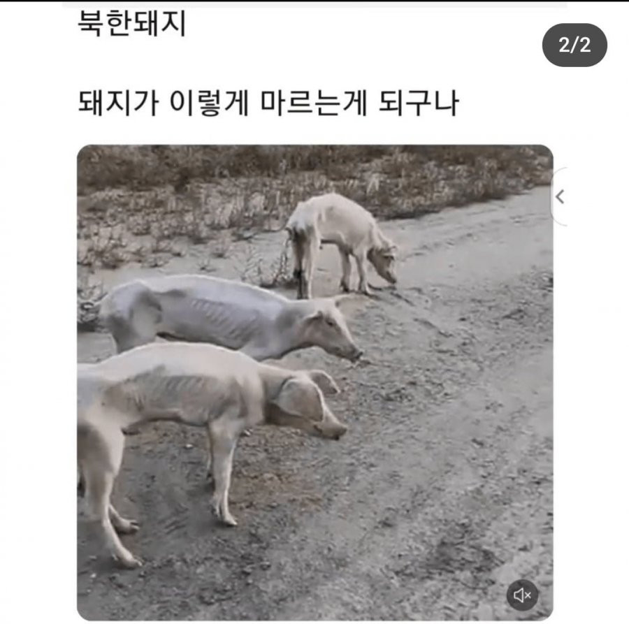 북한돼지 근황.png