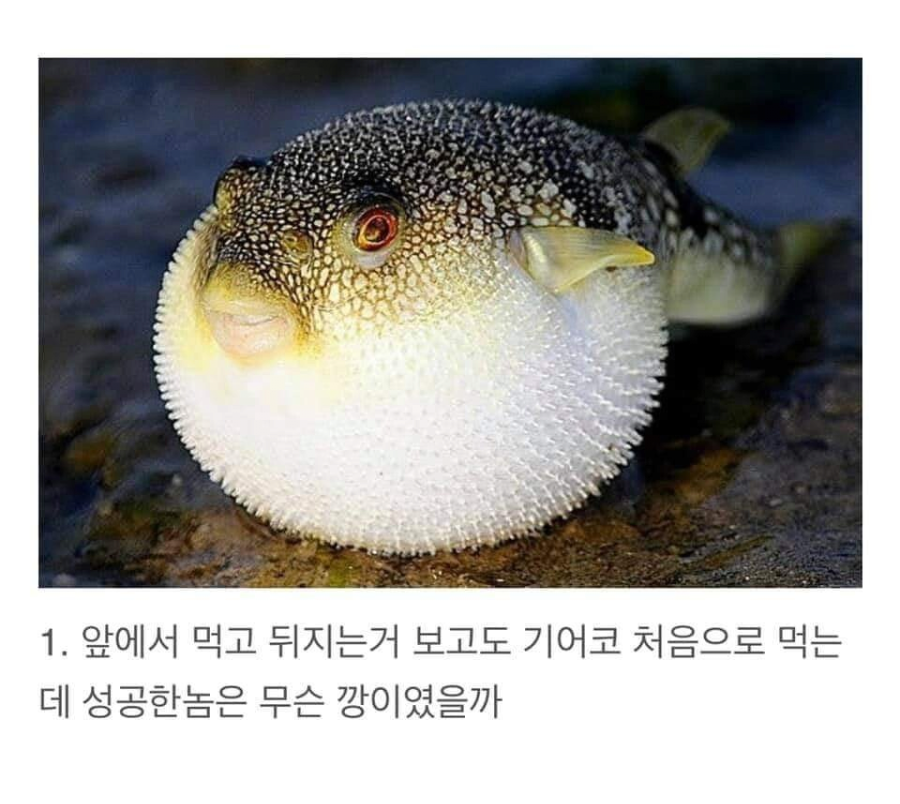 진짜 어떻게 음식이 됐을까1.png