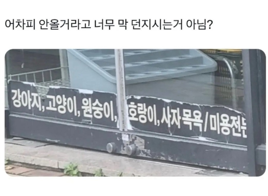 애견 미용실 사장의 자신감.jpg