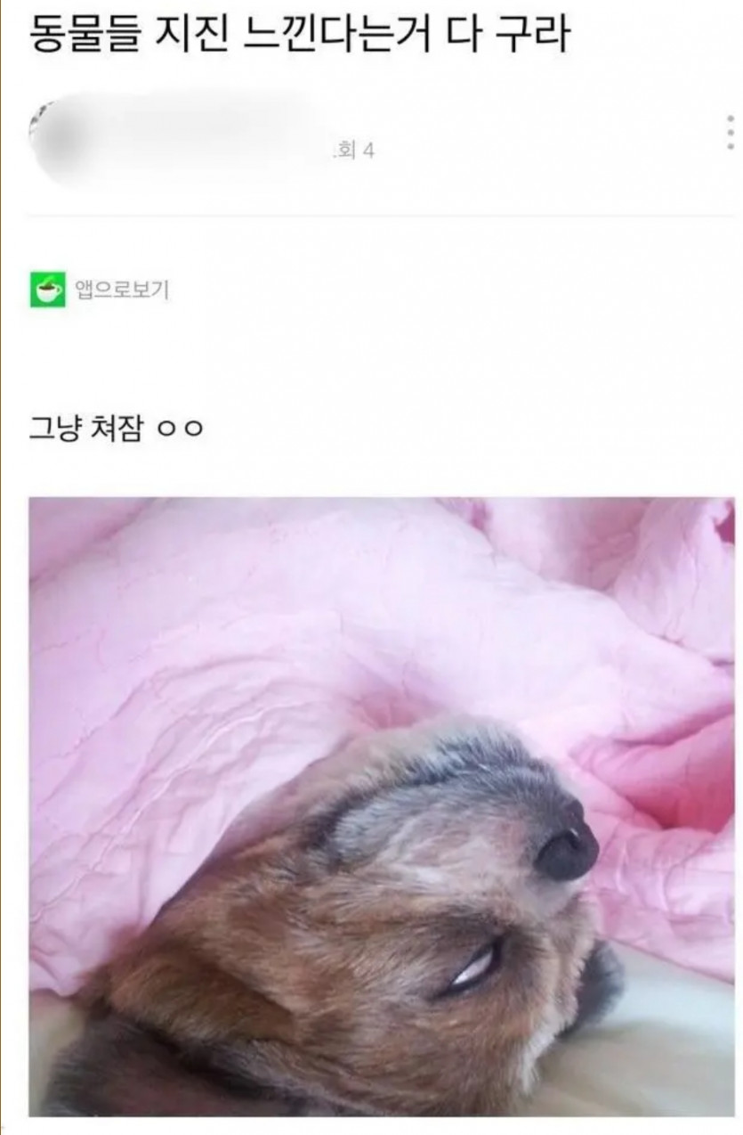 동물은 지진을 예측할 수 있다.jpg