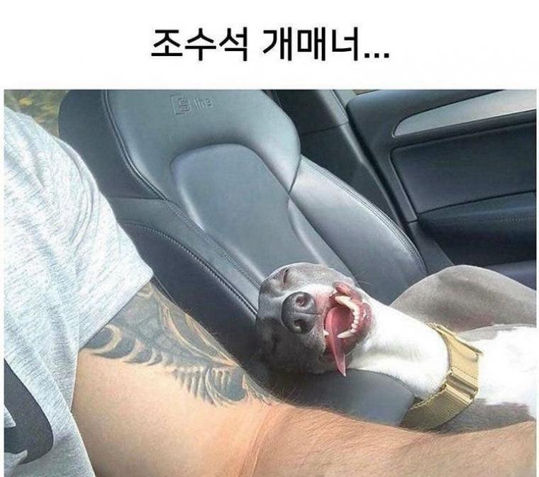 조수석 개매너.jpg