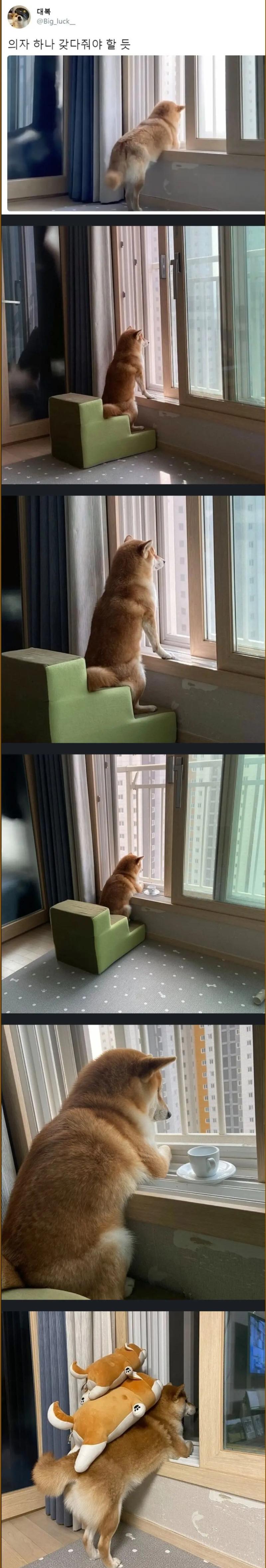옆집 훔쳐보는게 취미인 댕댕이.jpg