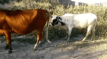 남자가 다리가 길어야하는 이유.gif