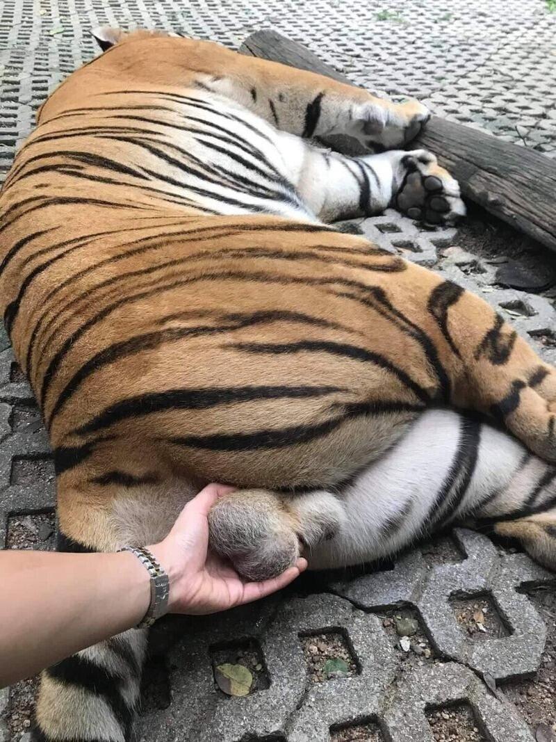 호랑이 한손으로 제압하는 방법.jpg